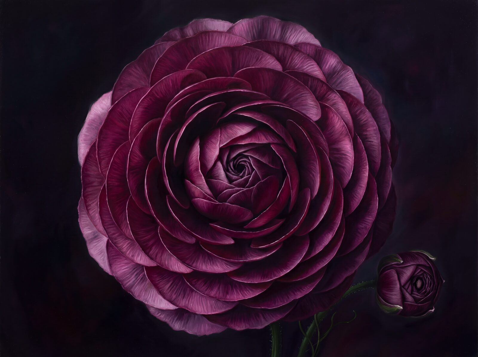 A deep claret ranunculus unfurls on a void black ground. This layered botanical study is made to order, to your wall's exact measurements.