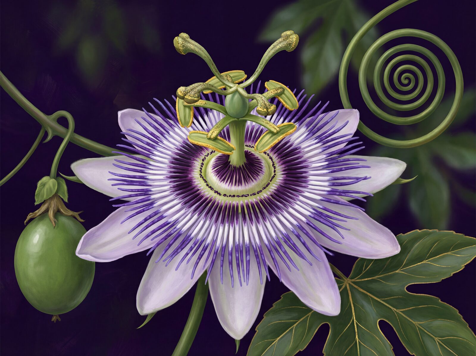 Exotic, oversized passion flower mural wallpaper in purples, green, and gold. Made to order.