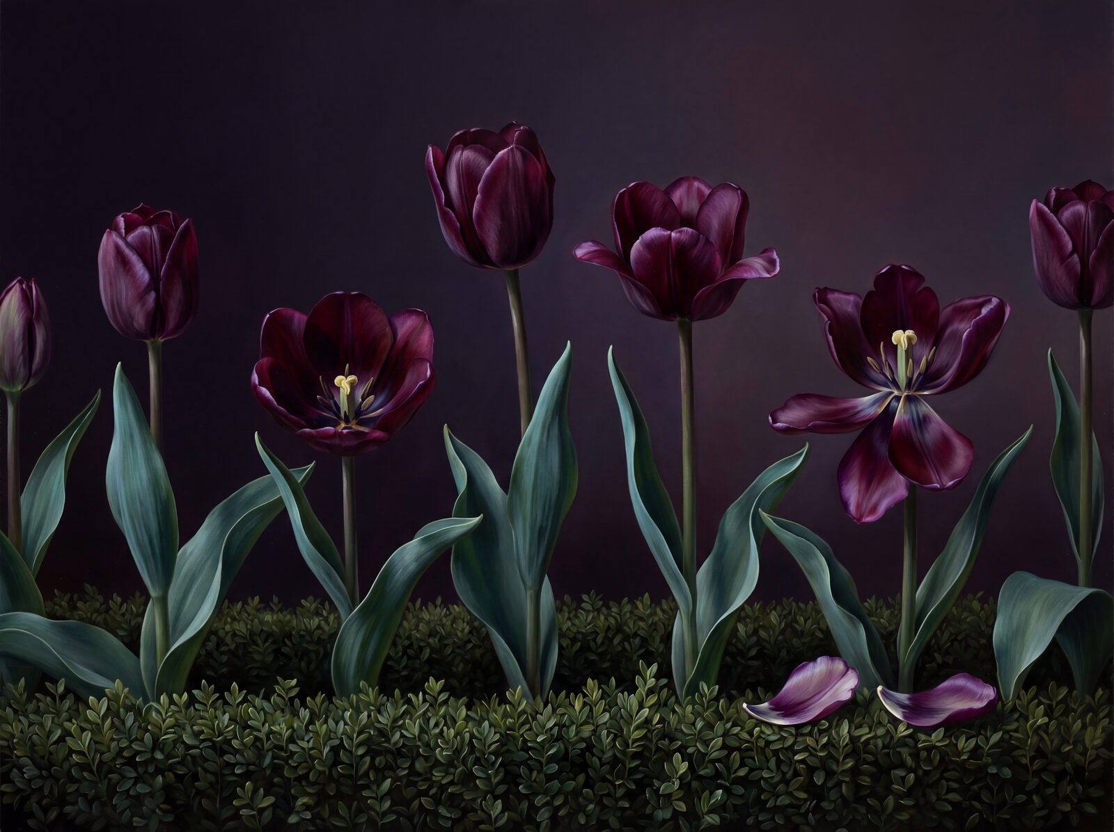 Experience the regal depth of Midnight Tulip mural wallpaper. Rich plum, maroon, and gold tones. Made to order.