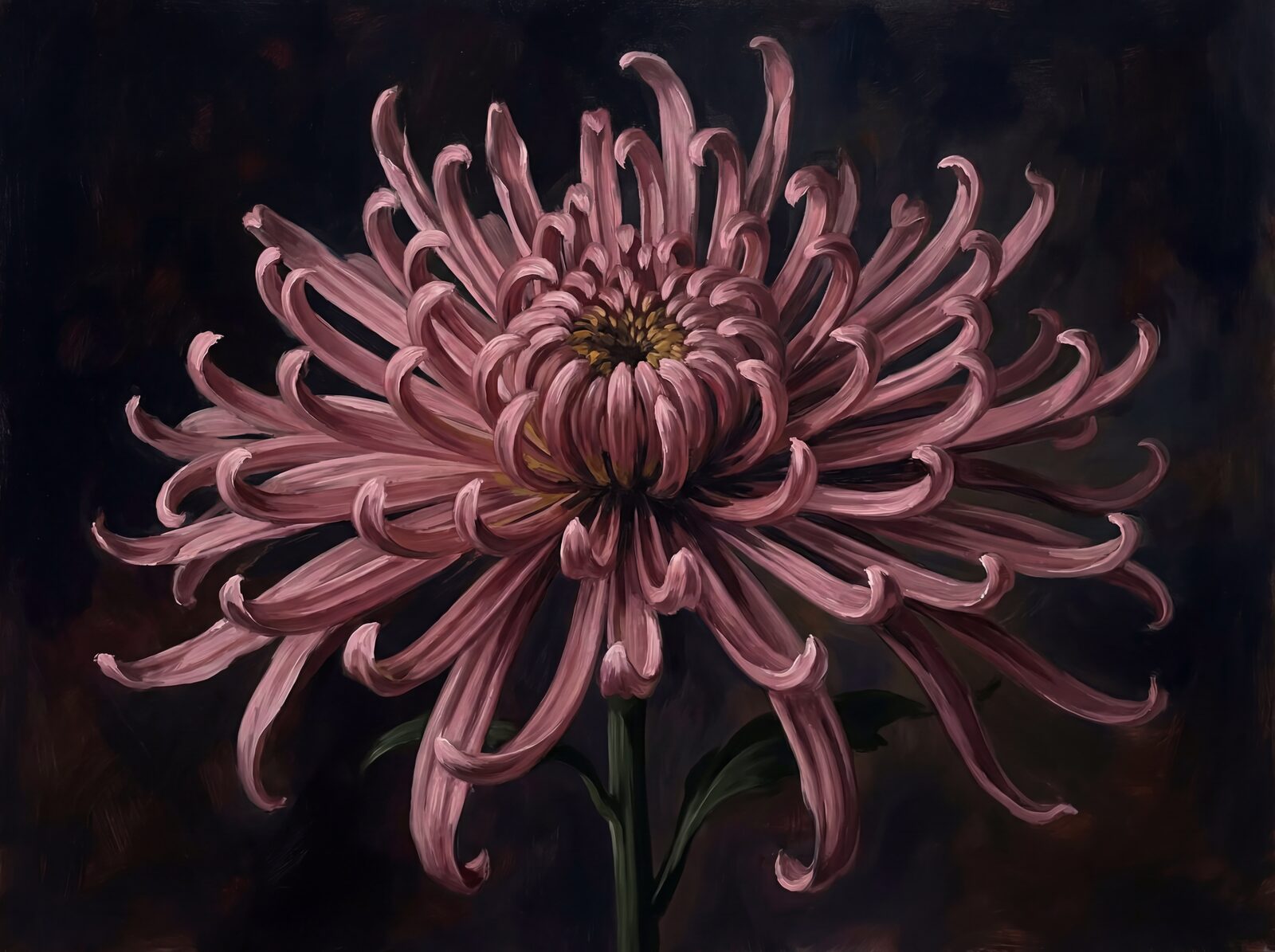 An opulent, near-black mural featuring a single, enormous dusty pink spider chrysanthemum. Made to order for a perfect fit.