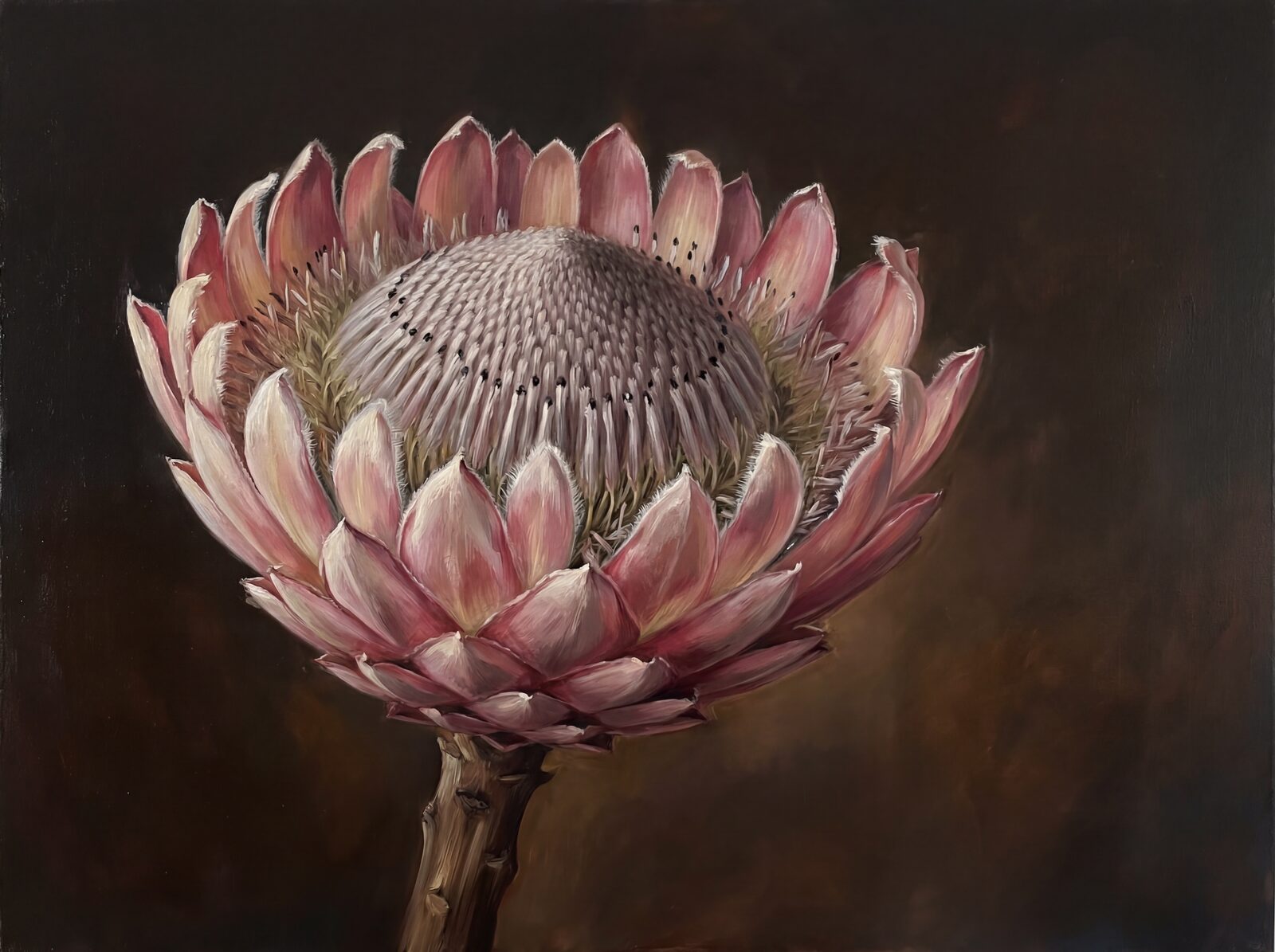 A monumental King Protea, rendered with architectural precision on a warm charcoal ground. In creams, pinks, and deep charcoals. Made to order.