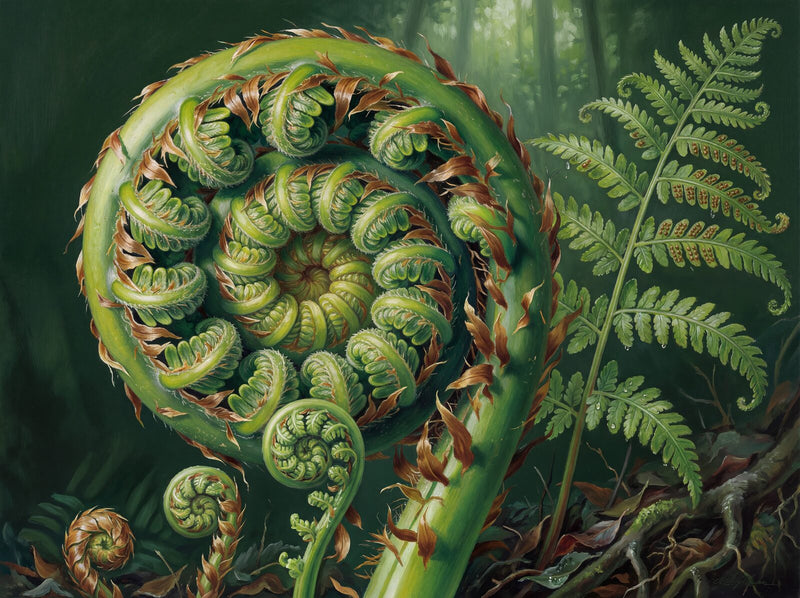 Enormous Fern Unfurling — Mural Wallpaper