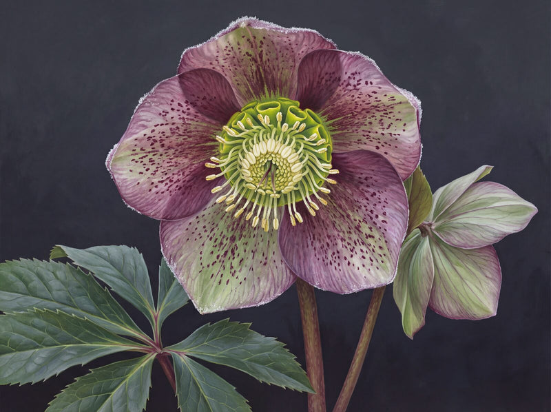 Enormous Hellebore — Mural Wallpaper