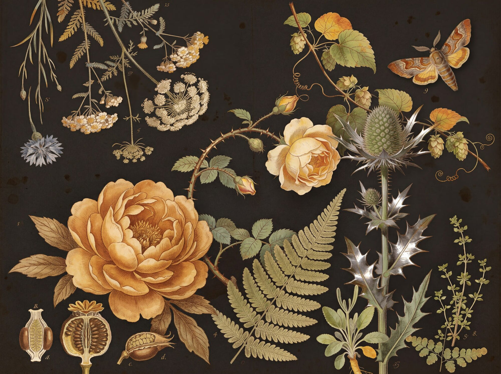 18th-century botanical engraving mural: sepia and hand-coloured peony, rose, thistle, fern and hawk moth specimens arranged on a warm charcoal ground
