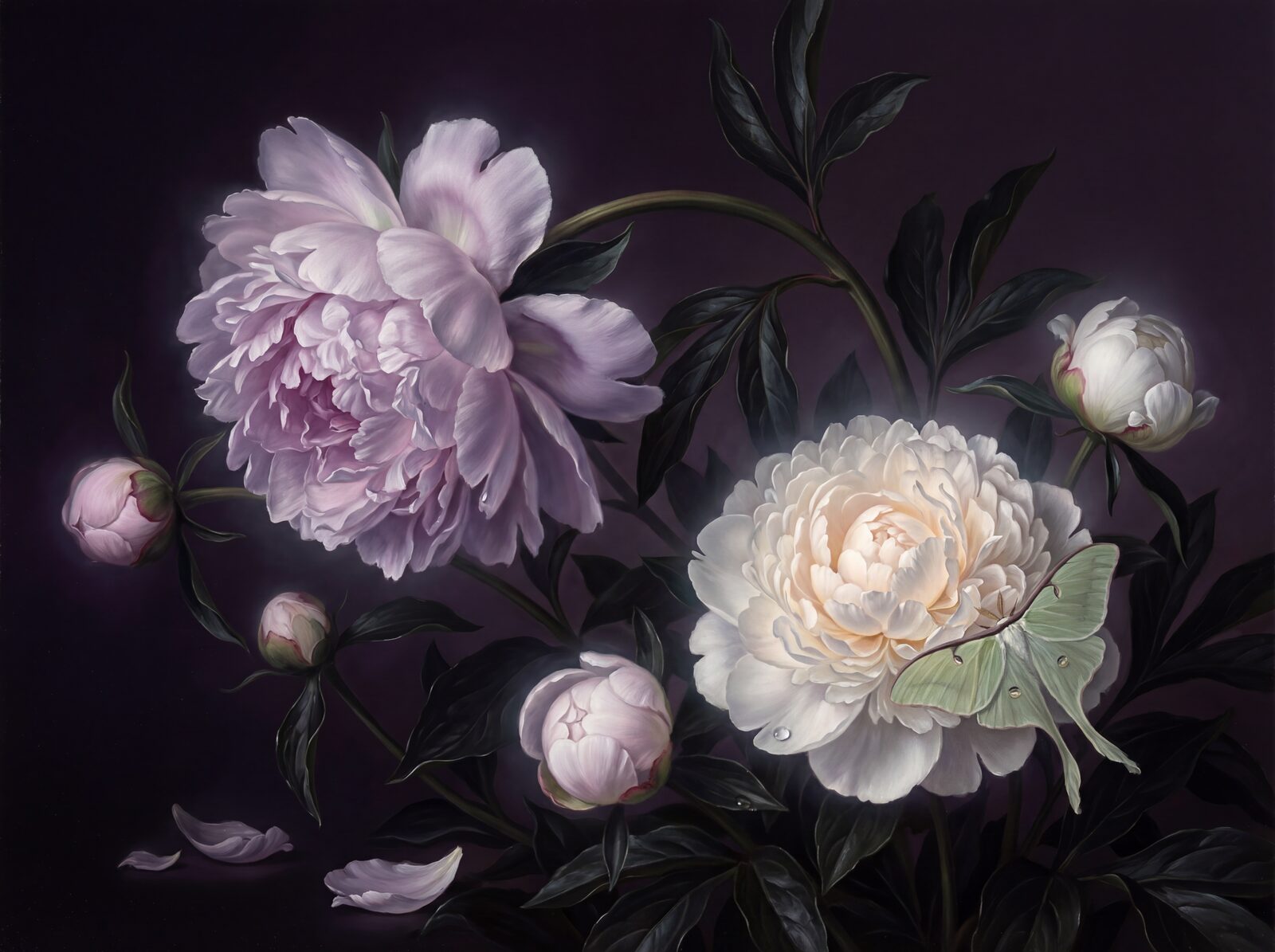 Experience the hushed luminescence of midnight peonies. Silver-pink and cream-white blooms emerge from a velvet darkness. Made to order.