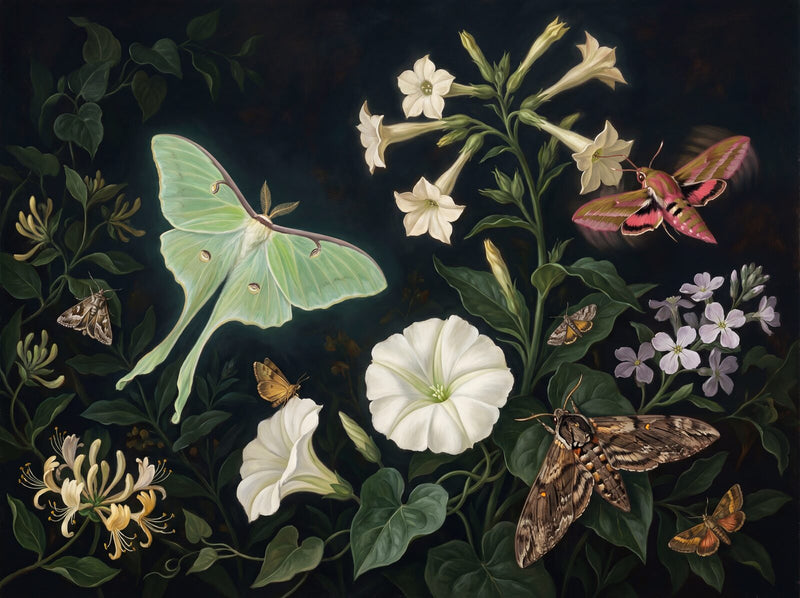 Night Moth — Mural Wallpaper