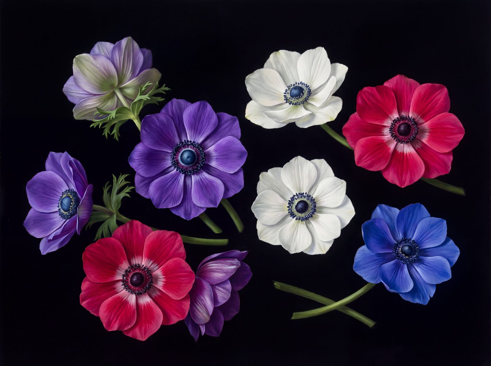 Experience jewel-toned anemones on a velvet black canvas. A curated display of deep purples, vivid magentas, pure whites, and rare ultramarines. Made to order.
