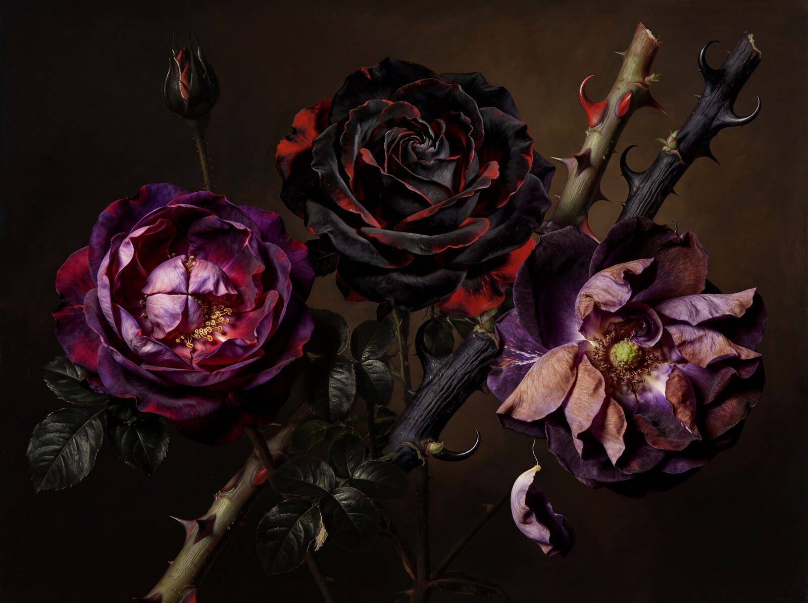 Immersive dark floral mural with deep crimson and purple roses. A dramatic, sensual statement. Made to order.