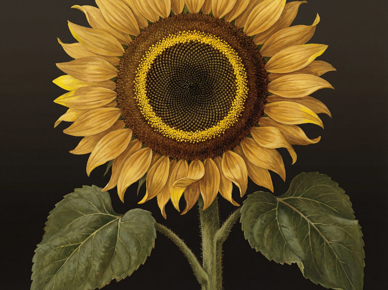 A close-up study of a sunflower head, featuring radiating gold petals and a Fibonacci spiral seed disc. Palette: gold, brown, green. Made to order.