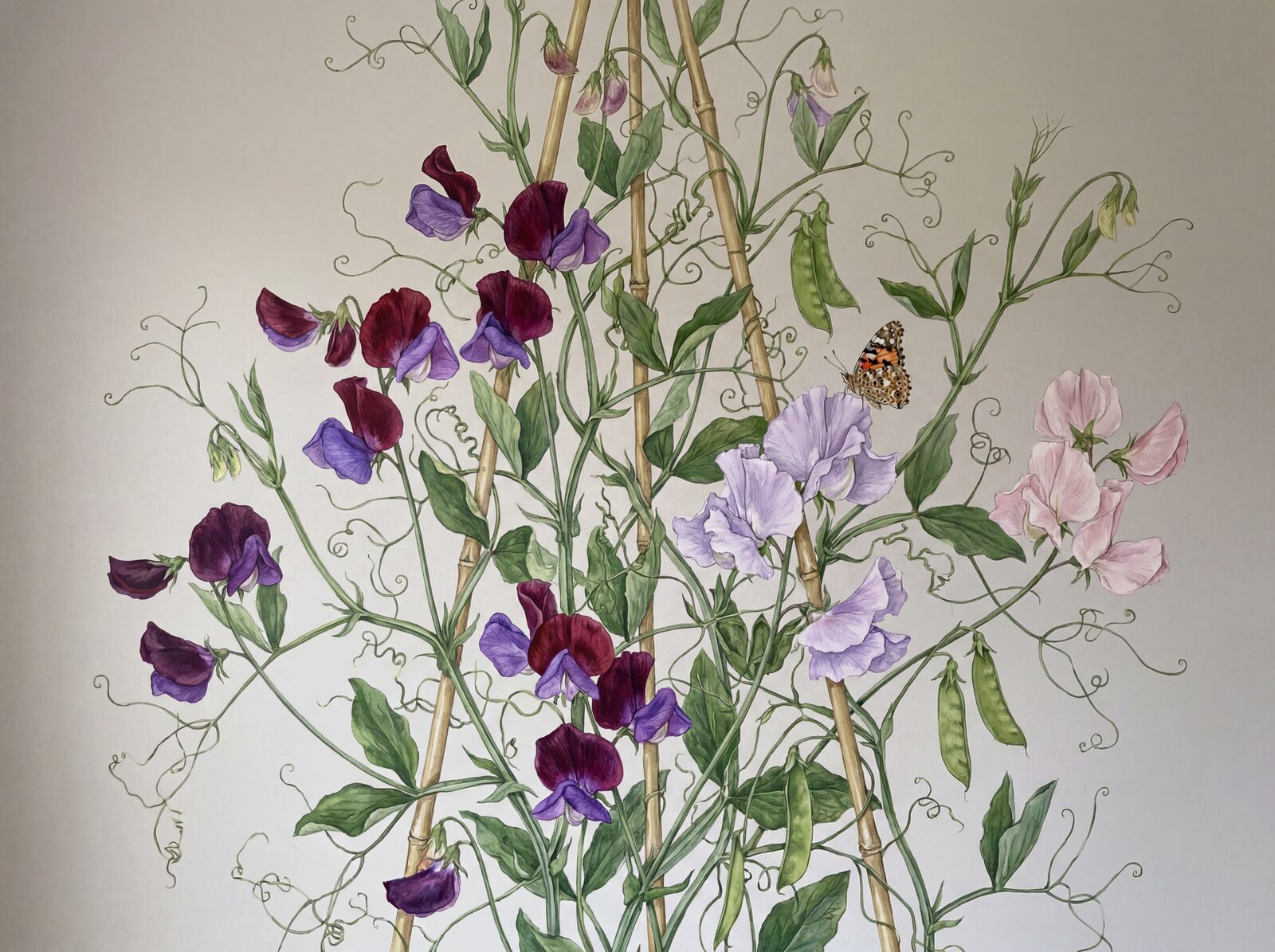 Immerse yourself in a vibrant tangle of sweet peas in maroon, purple, lavender, and pink, set against a dove grey ground. Made to order.