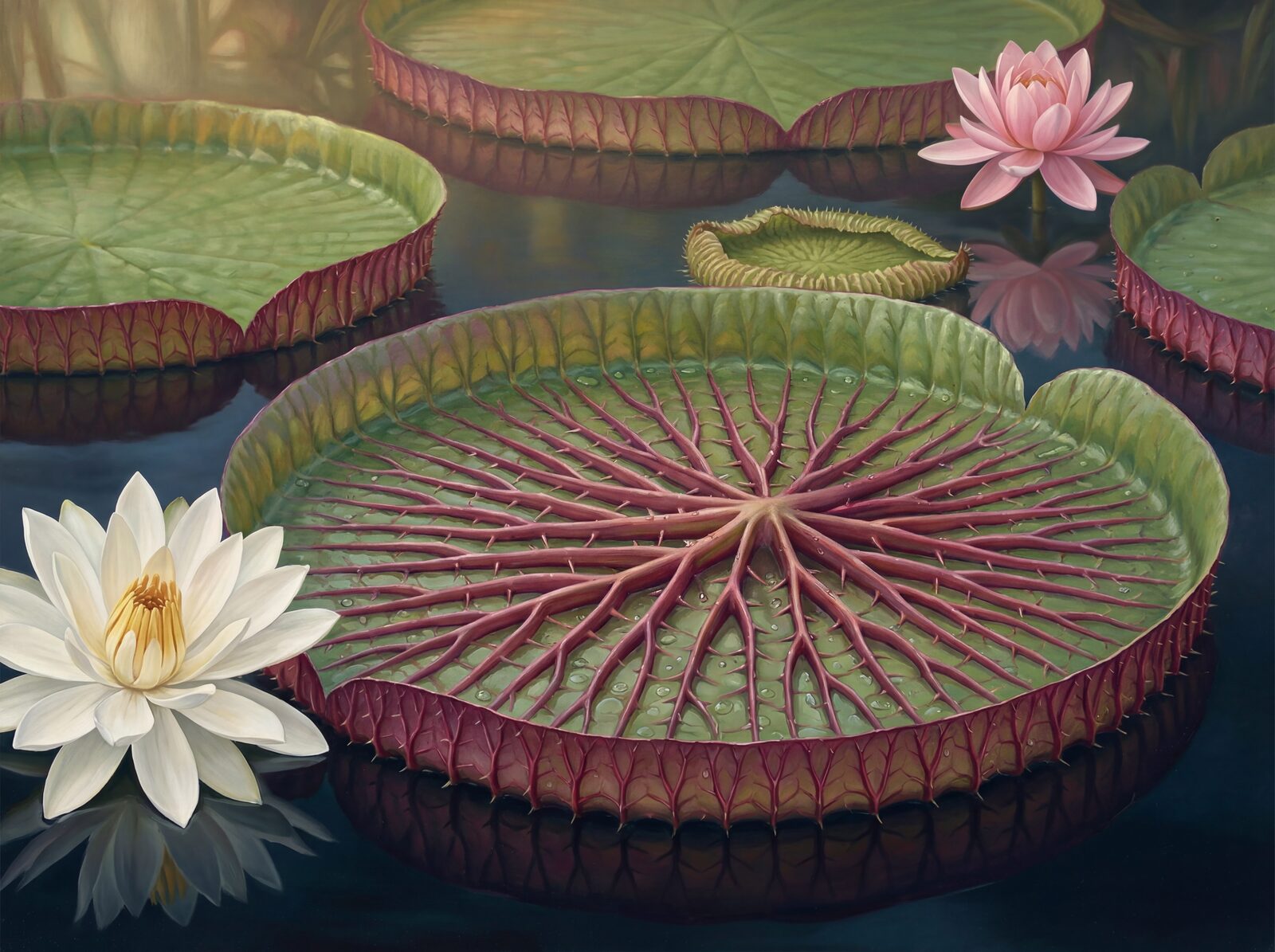 Immerse yourself in the structural grandeur of a giant water lily. Featuring deep greens, reddish-purples, and pristine whites. Made to order.